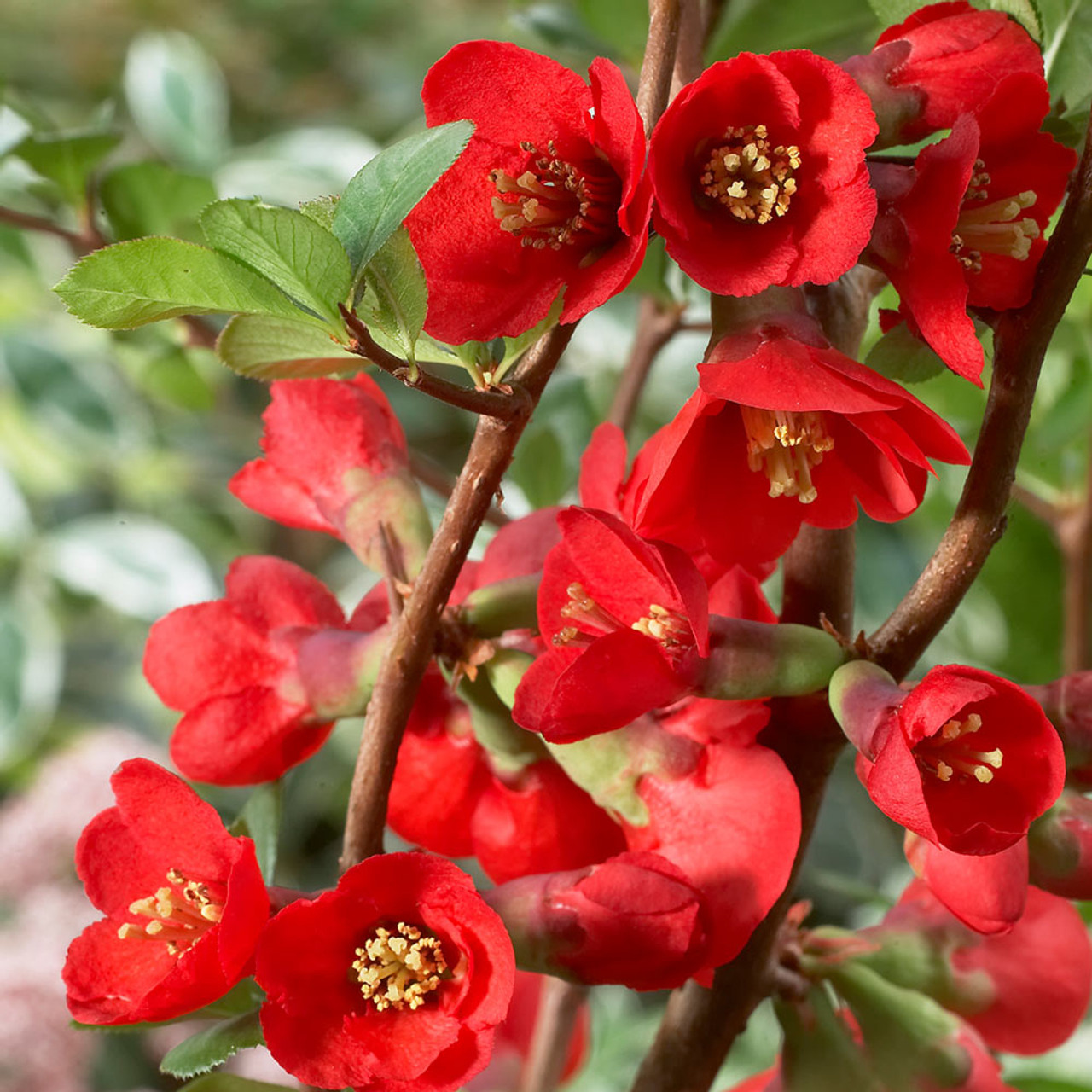 chaenomeles texas scarlet