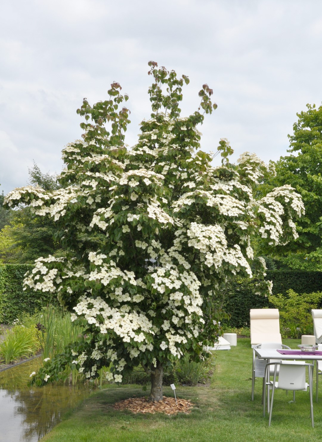 cornus kousa china girl 1