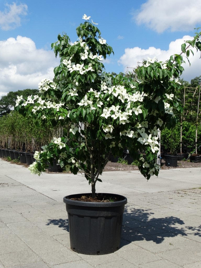 cornus kousa china girl 2