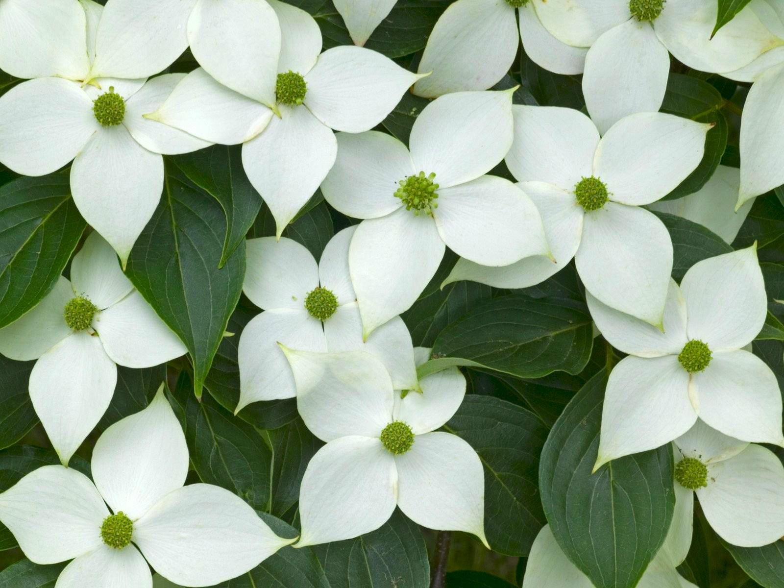 cornus kousa china girl