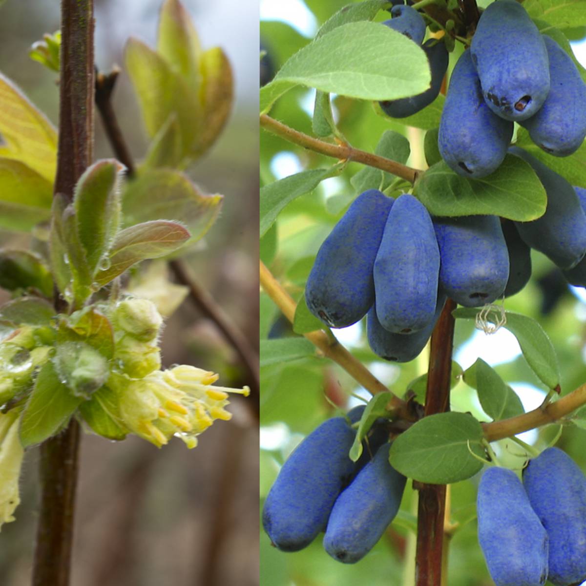 lonicera sinoglaska