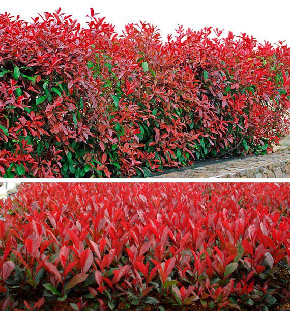 photinia carre rouge 1