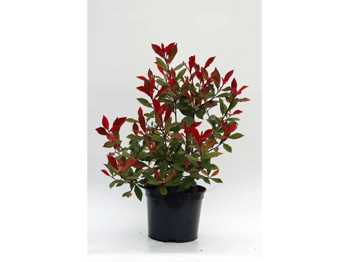 photinia carre rouge 2