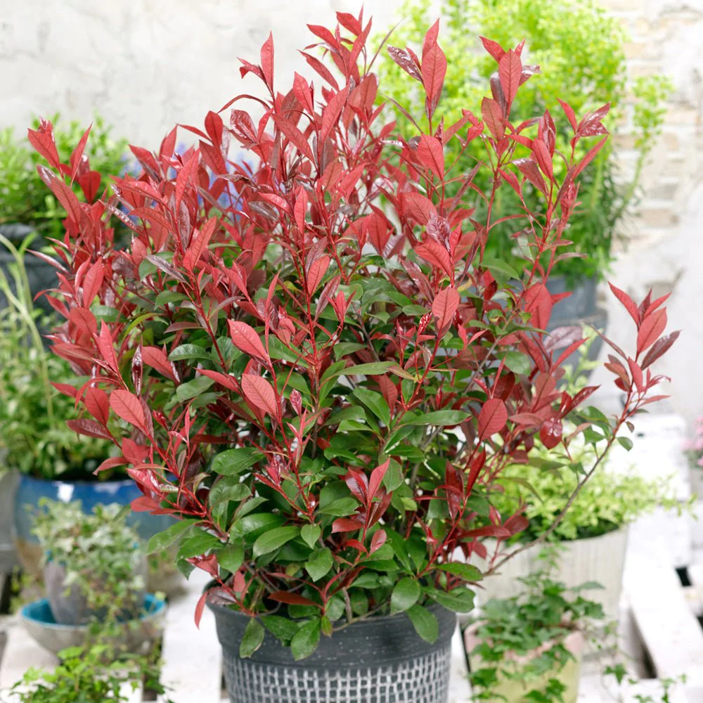 photinia carre rouge