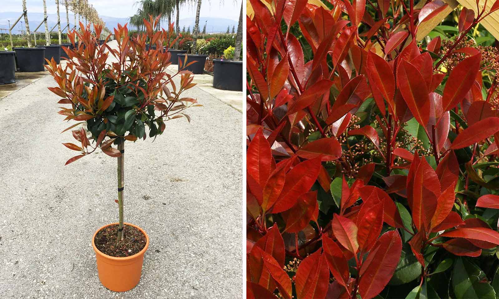 photinia red robin 1