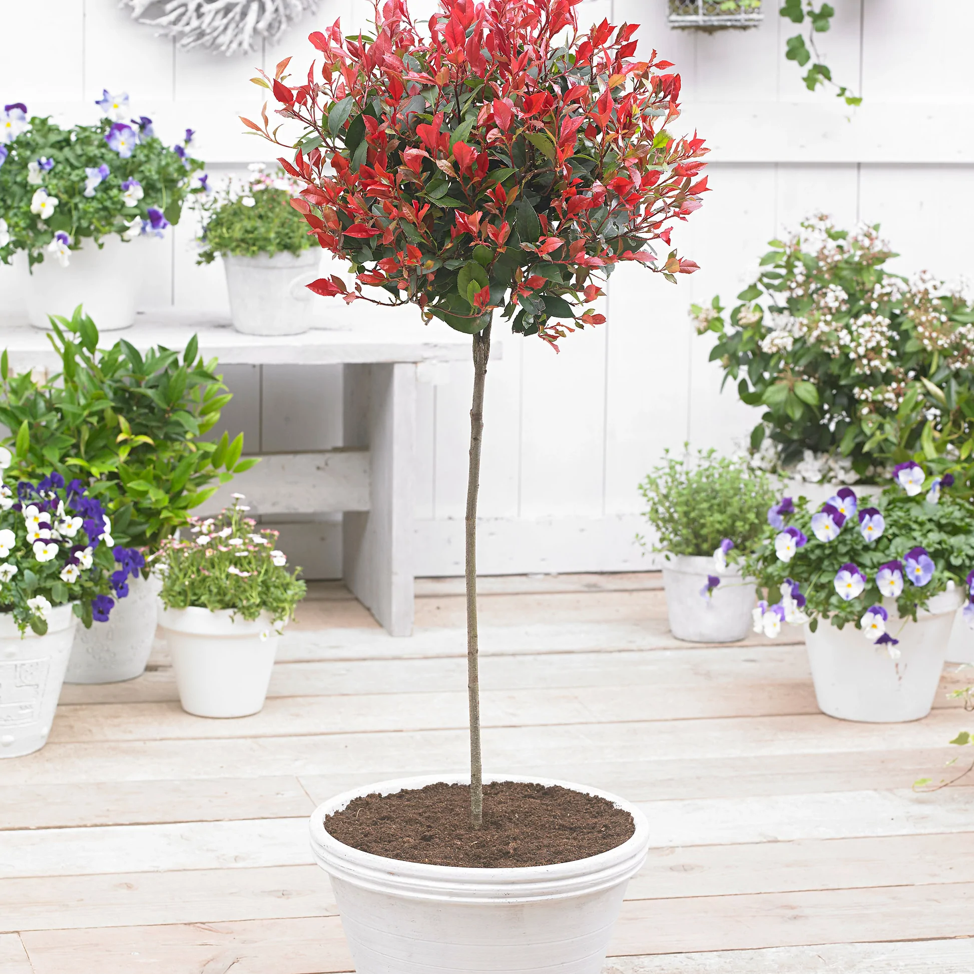 photinia red robin 2