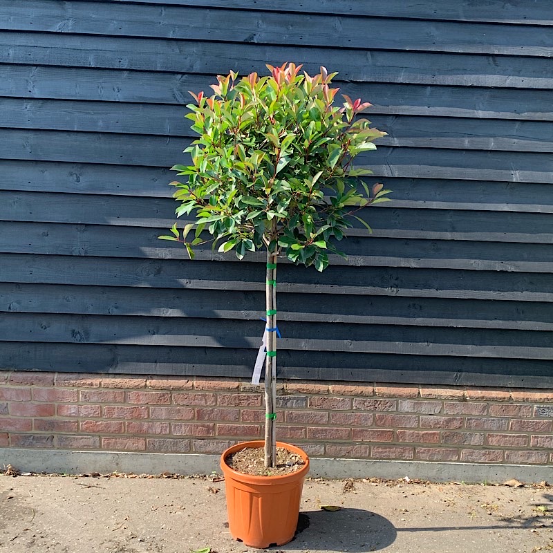photinia red robin