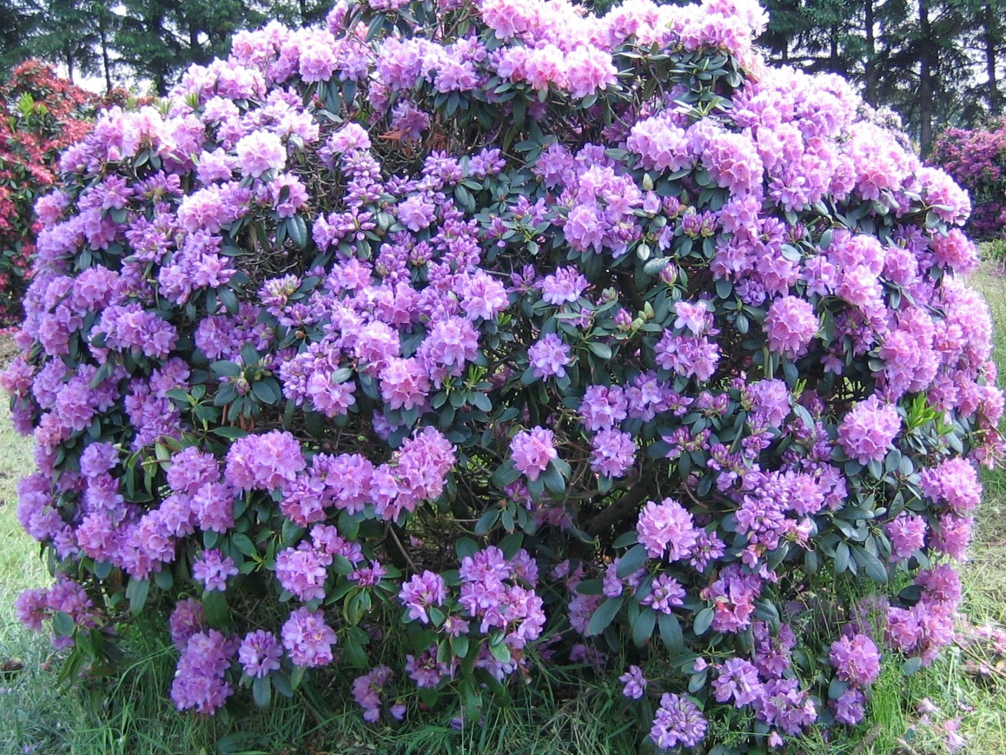 rhododendron catawba grandiflorum 1