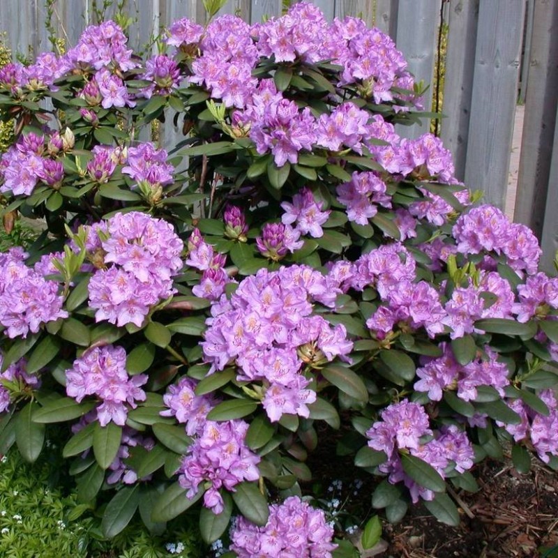 rhododendron catawba grandiflorum 2