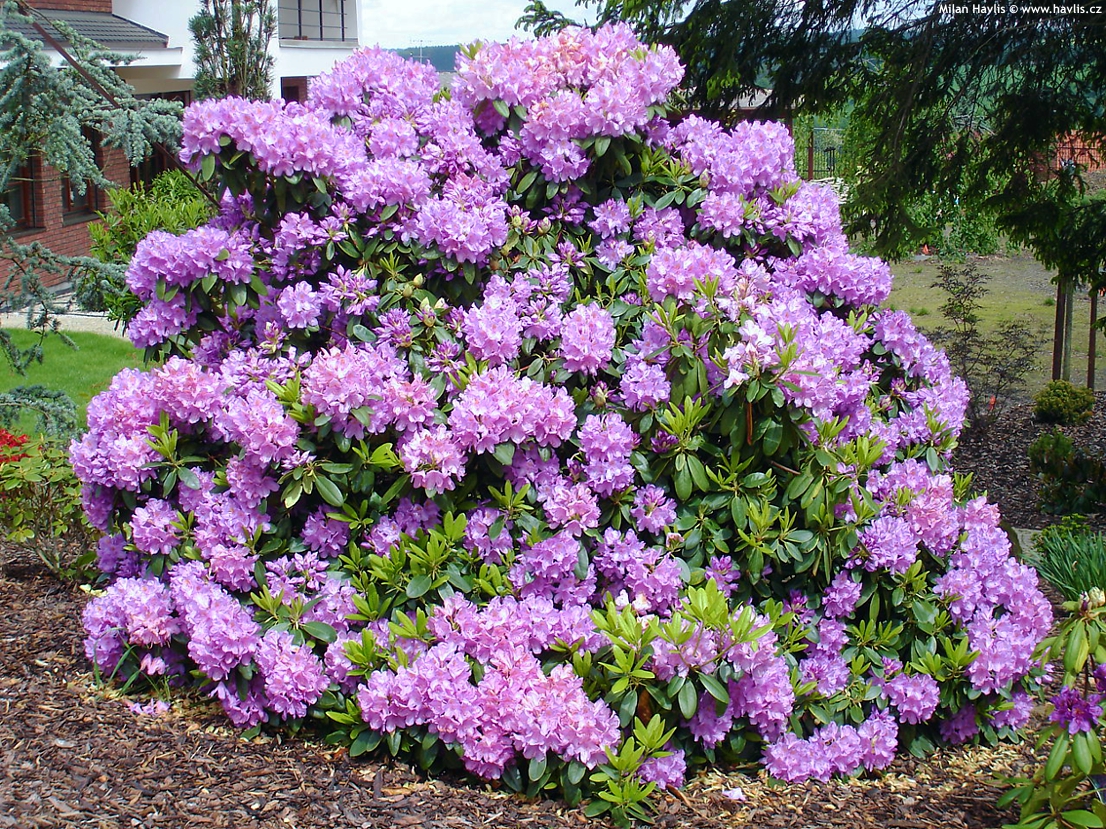 rhododendron catawba grandiflorum 3