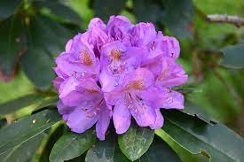 rhododendron catawba grandiflorum