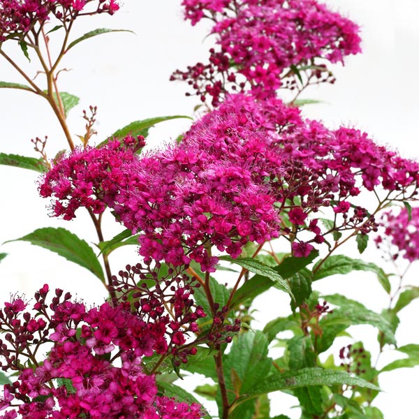 Spiraea japonica Dart's Red
