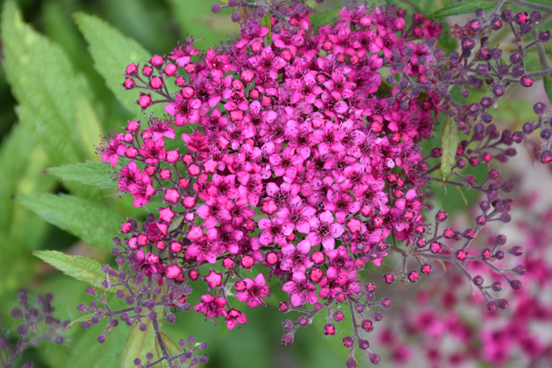 spiraea dart's red