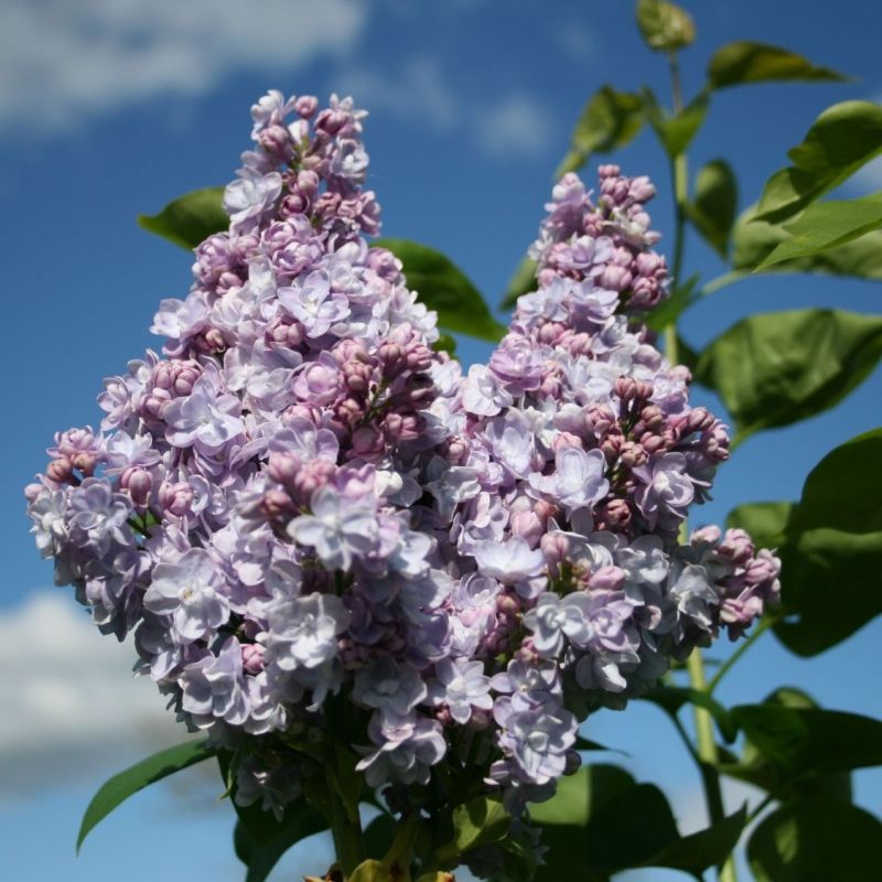 syringa michel buchner 1