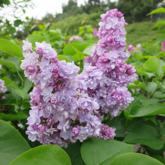 syringa michel buchner