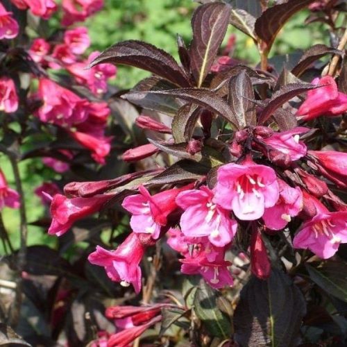 weigela nana purpurea 3