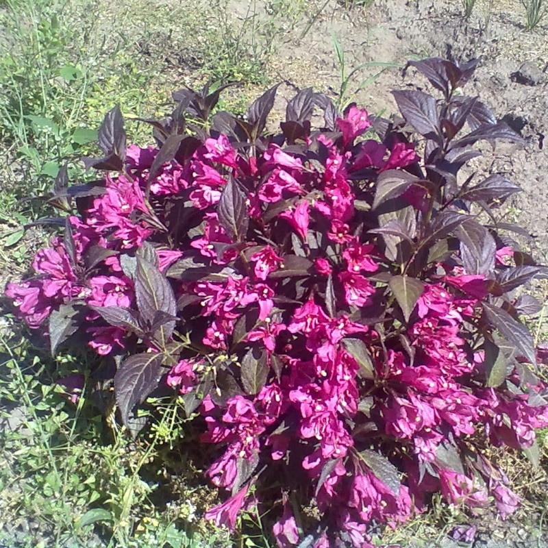 weigela nana purpurea 4