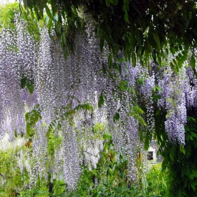 wisteria multijuga 1