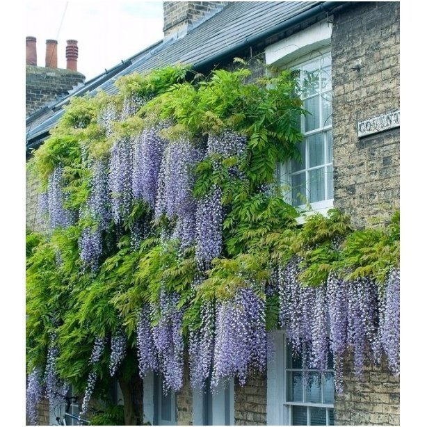 wisteria multijuga 3