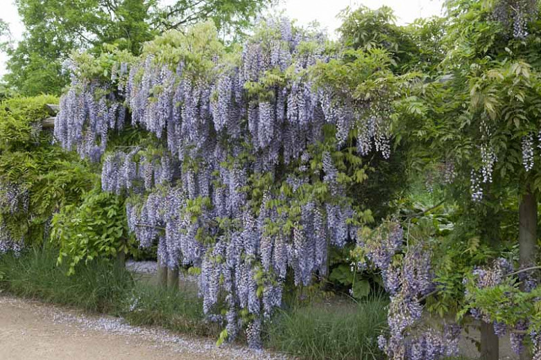 wisteria multijuga