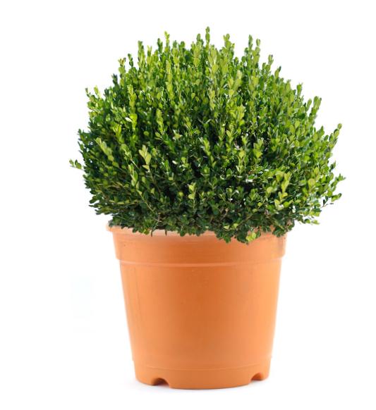 Buxus sempervirens