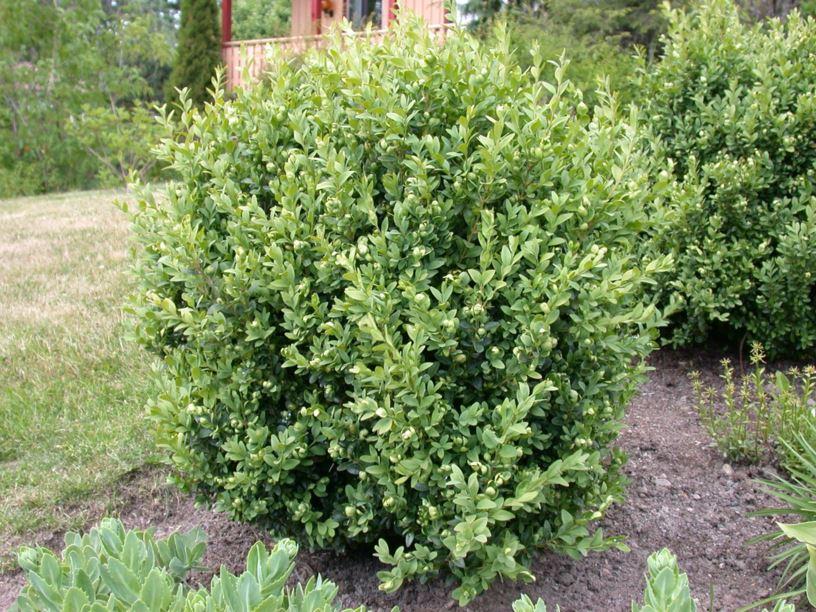 Buxus sempervirens 2