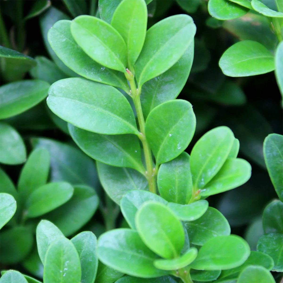 Buxus sempervirens 3