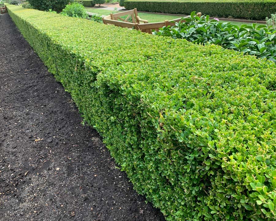 Buxus sempervirens 5