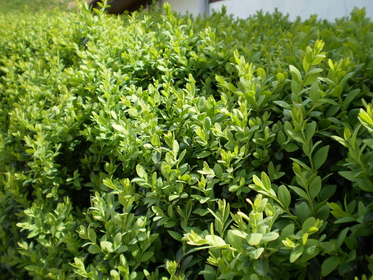 buxus sempervirens 2