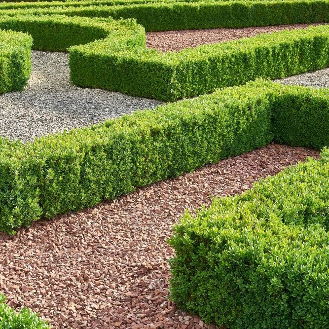 buxus sempervirens