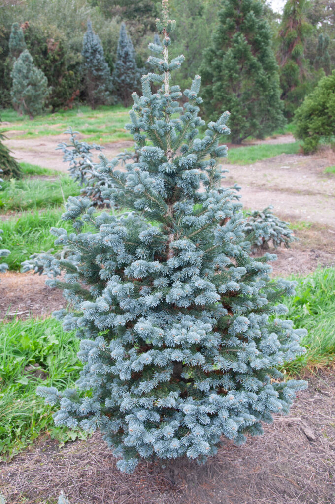 Abies lasiocarpa Compacta