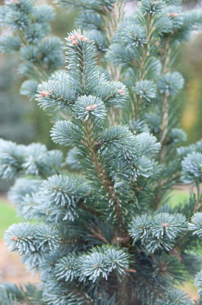 Abies lasiocarpa Compacta 2