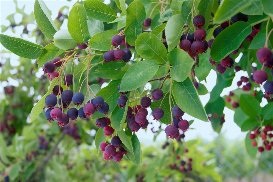 amelanchier lamarckii 1