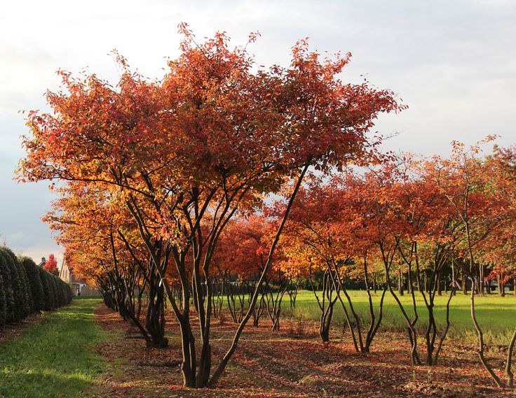 amelanchier lamarckii 2
