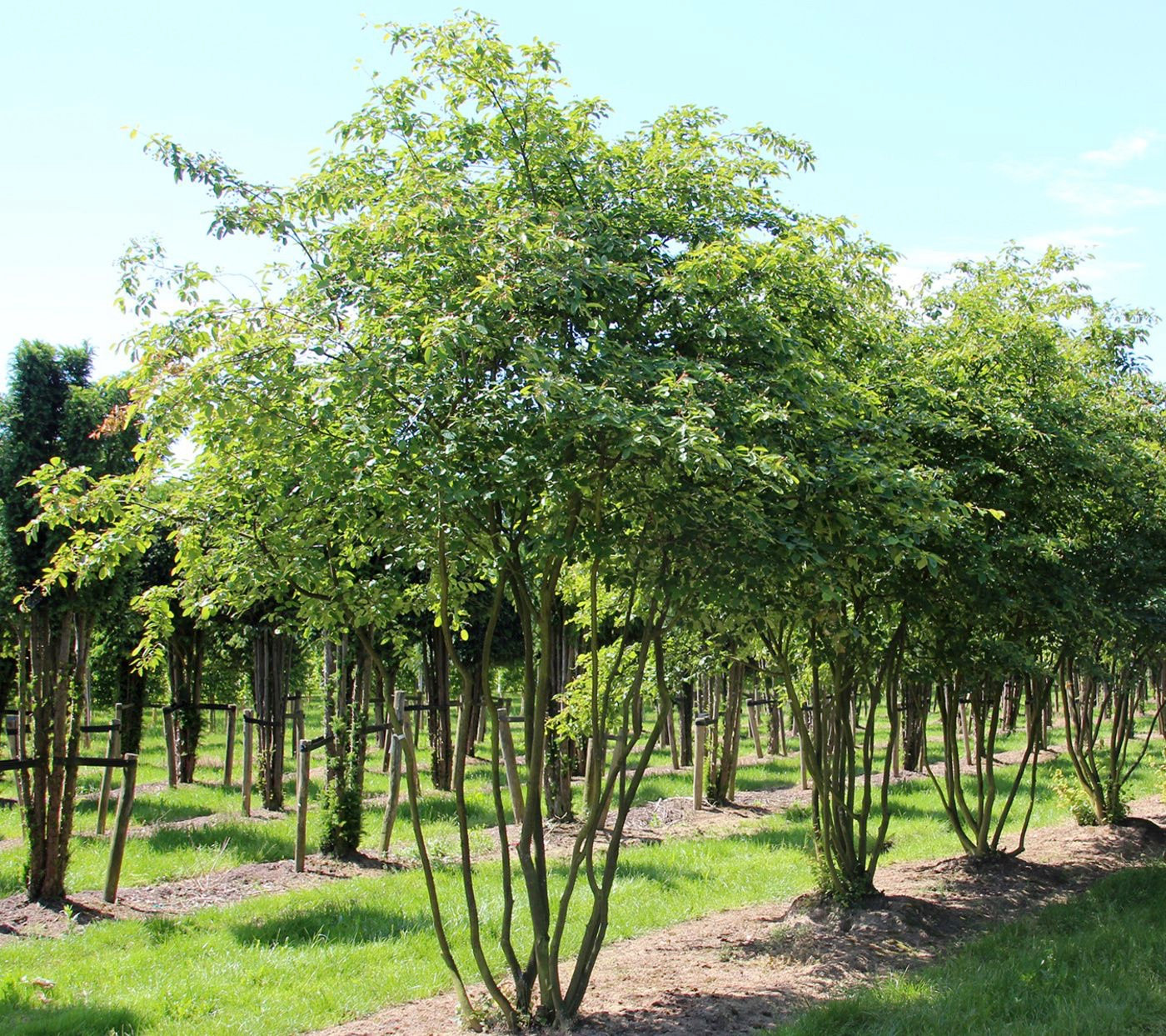 amelanchier lamarckii 3
