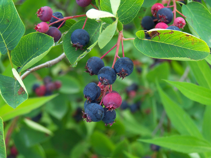 amelanchier lamarckii