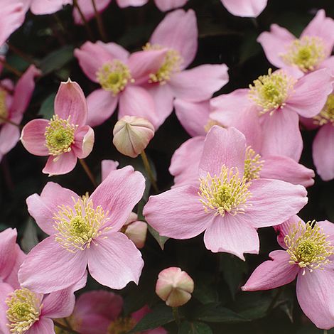 clematis elizabeth 1