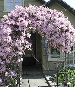 clematis elizabeth 2