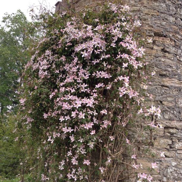 clematis elizabeth 3