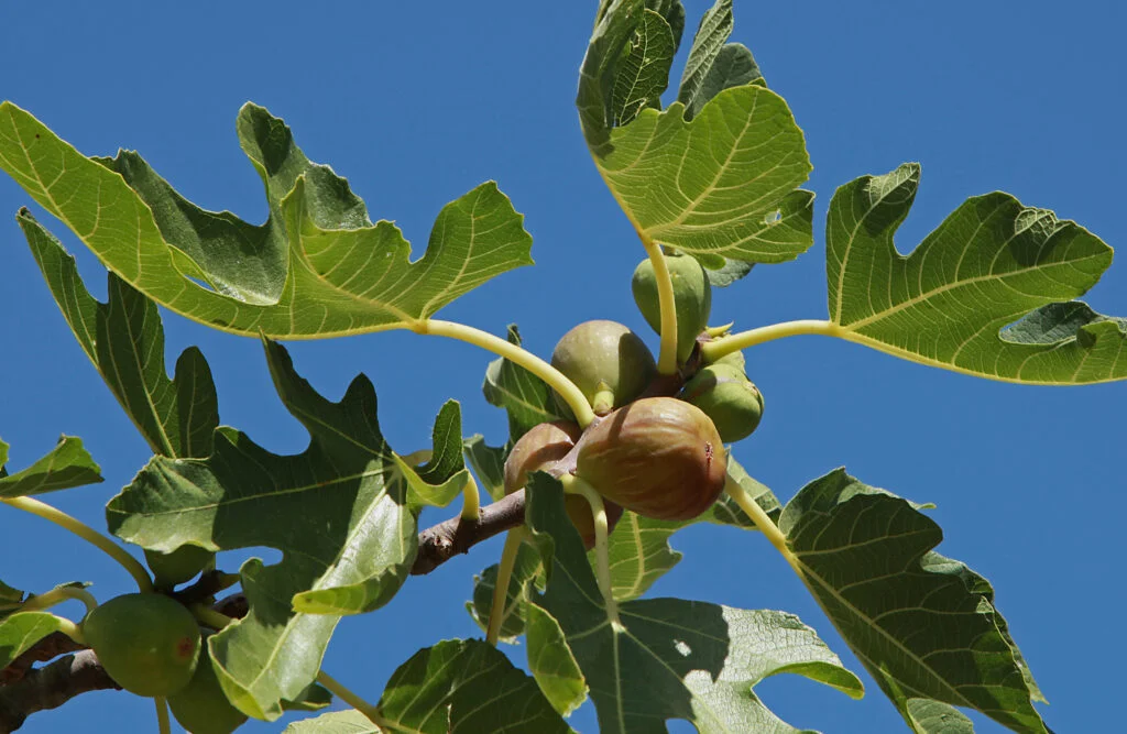 ficus carica brown turkey 3