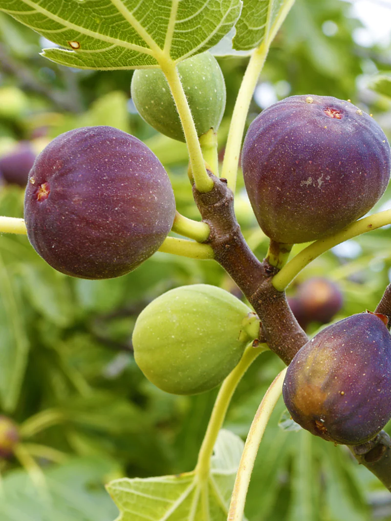 ficus carica brown turkey