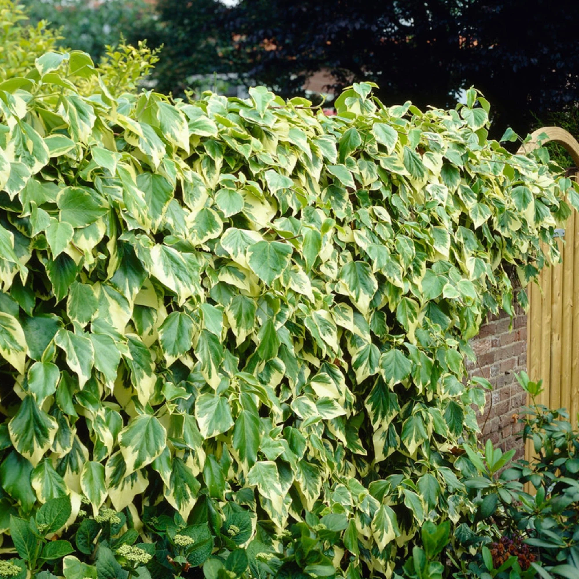 hedera colchica dentata variegata 1