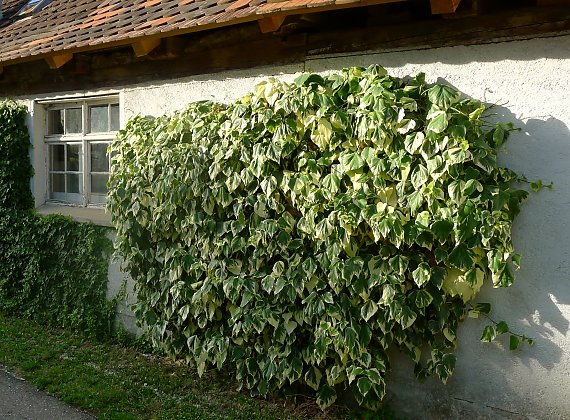 hedera colchica dentata variegata 2