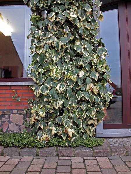 hedera colchica dentata variegata 3