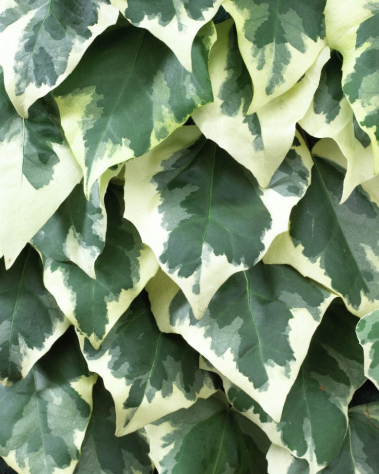 hedera colchica dentata variegata