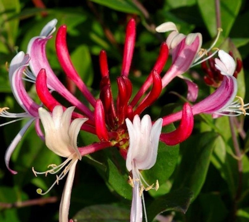 lonicera red world 1