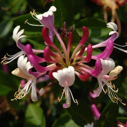 lonicera red world 2