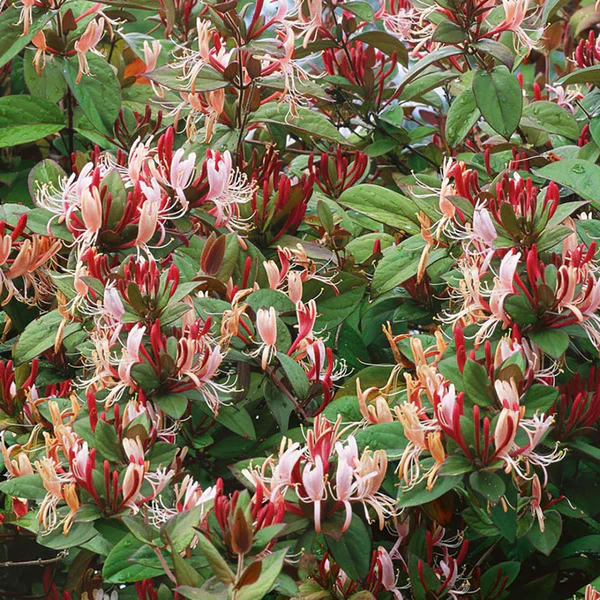 lonicera red world