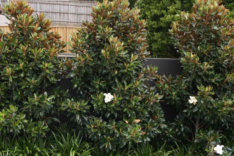 magnolia grandiflora 24 below 1