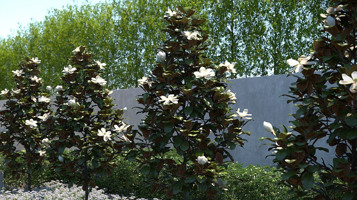 magnolia grandiflora 24 below 2